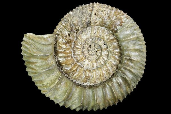 A Middle Jurassic, fossil ammonite of the genus Stephanoceras from Switzerland.